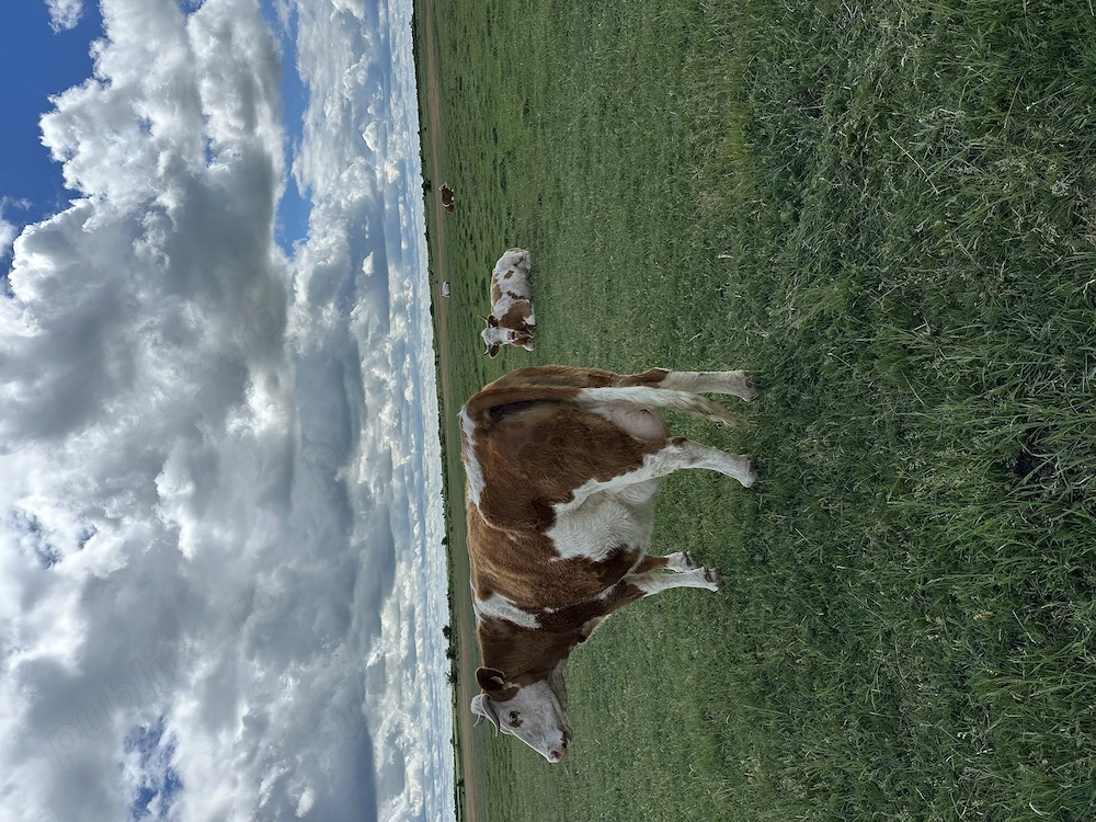 Vaca de vânzare 7800 Ron negociabil