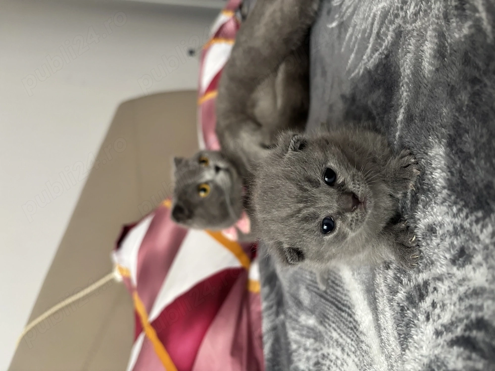 Pui British Shorthair blue adorabil   disponibil pentru rezervare