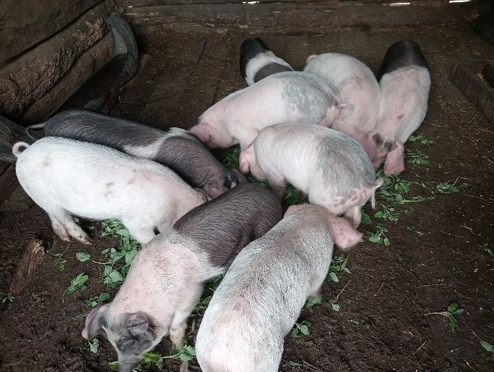Purceii de vânzare 