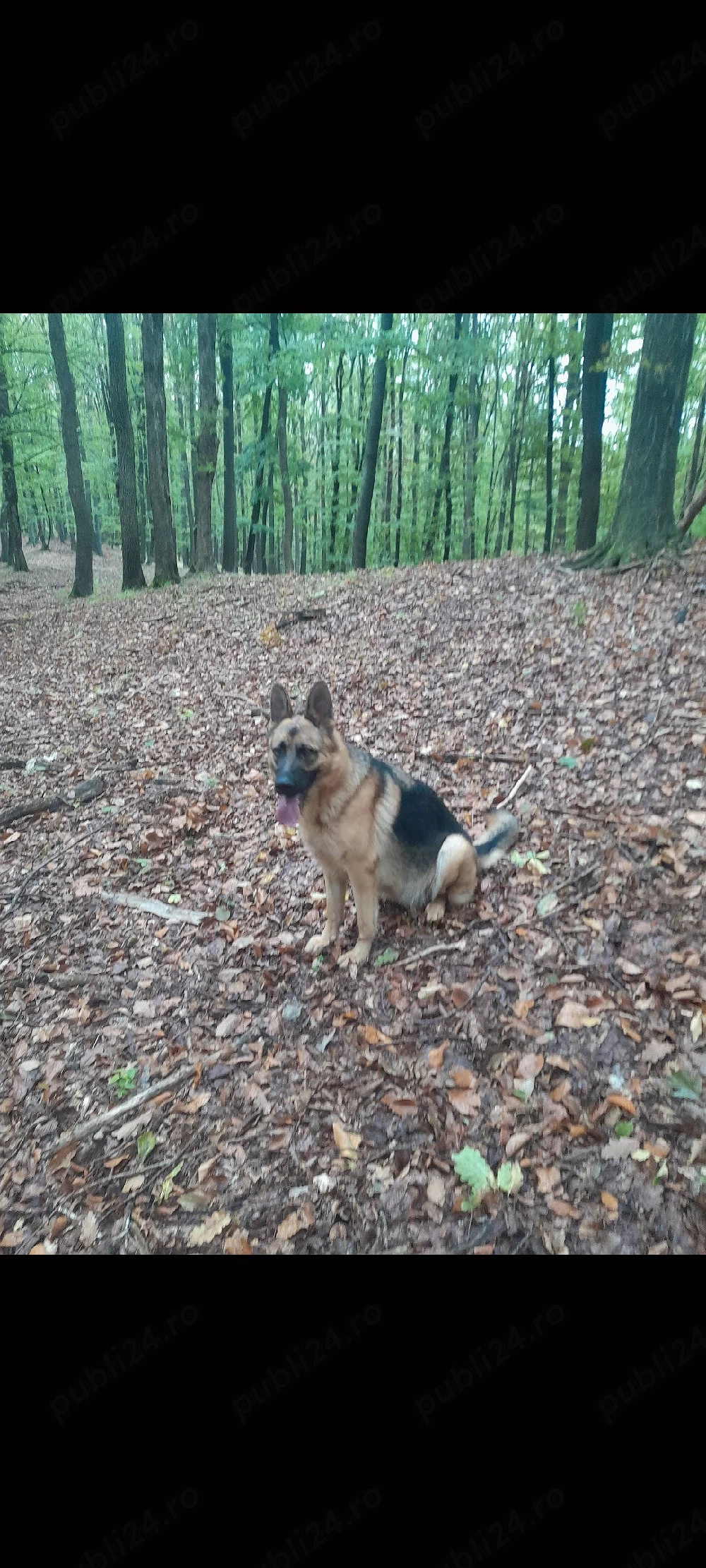 donez femela Ciobanesc german 