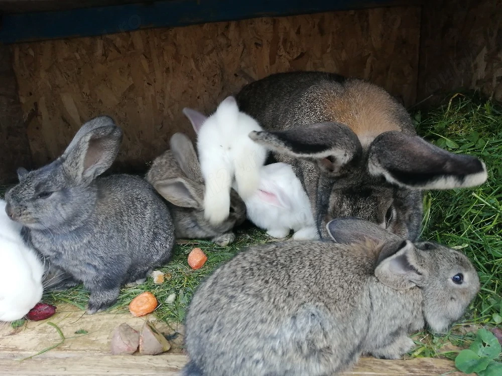 Iepuri de vânzare, rasă mare. La alegere. 