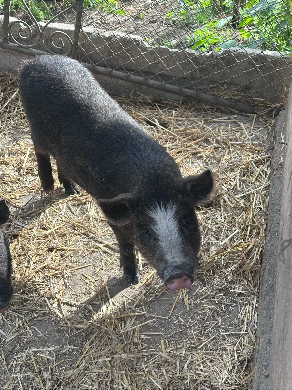 scrofita metis duroc vietnamez