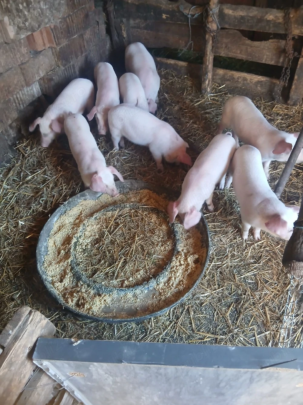 de vânzare purcei 9 bucăți 