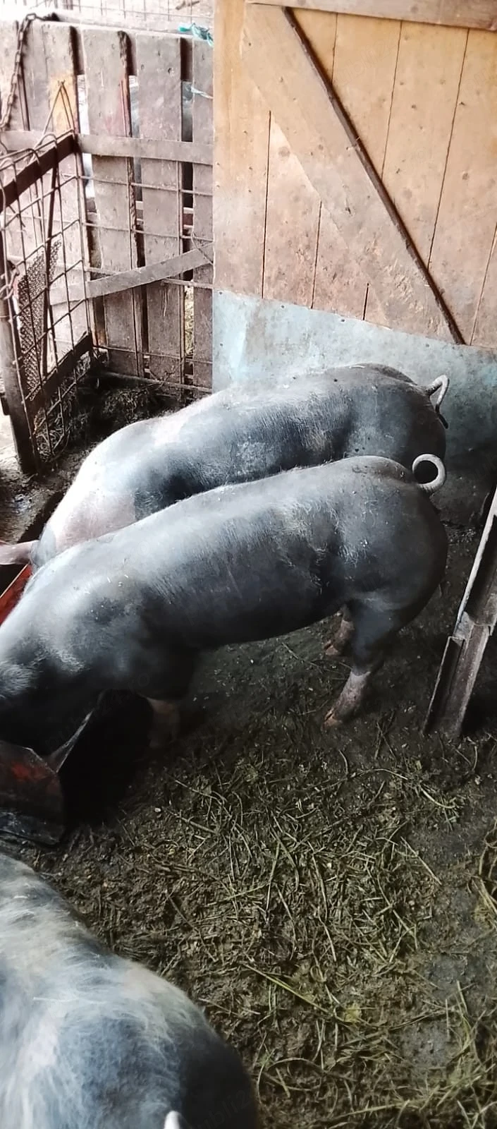 Vând porci 