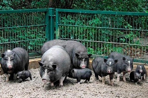 Porci Vietnamezi - Scroafe, Vier, Purcei, Purceluși - din rasa Vietnamez