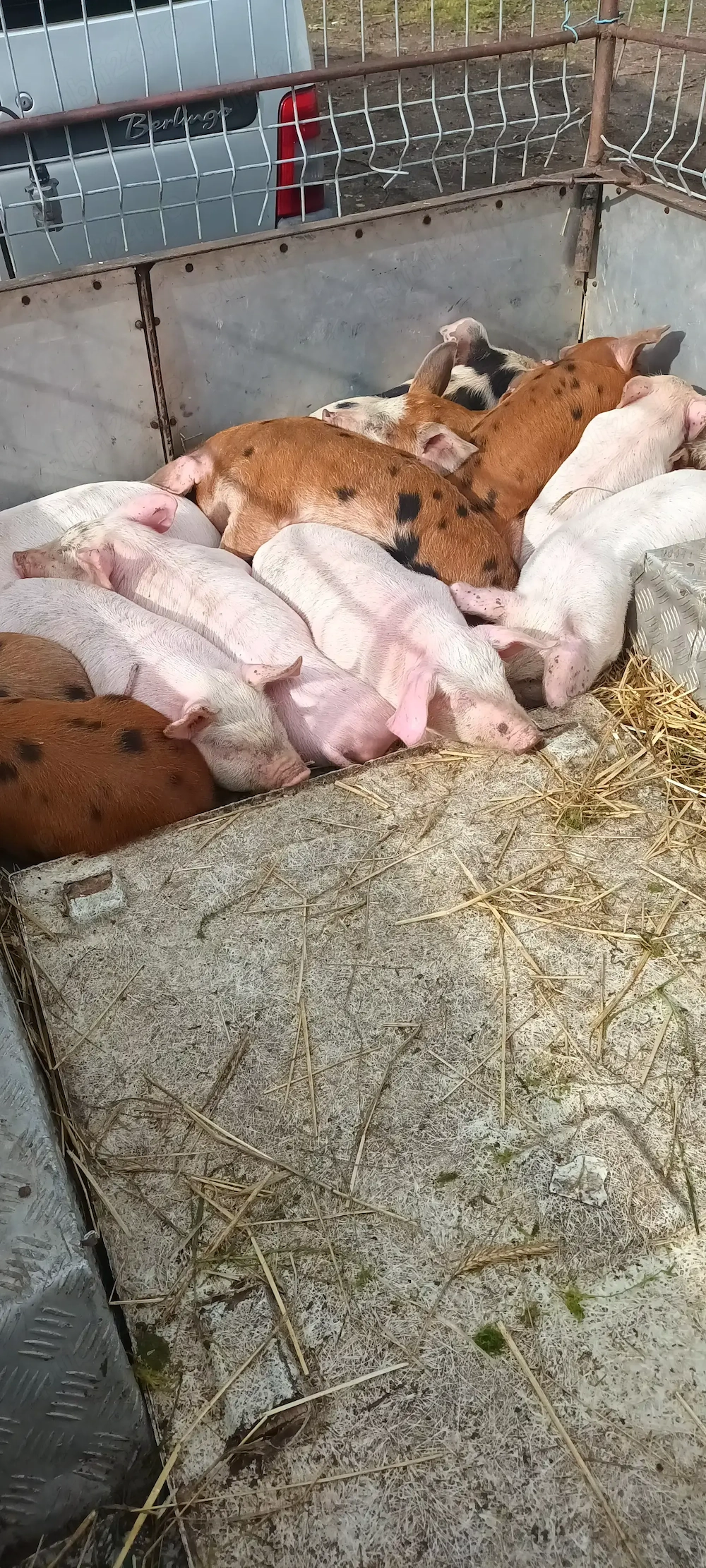 Purcei de vânzare 