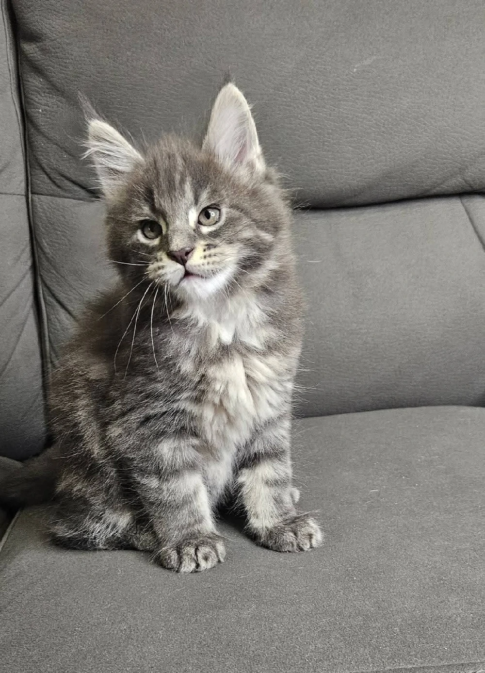pui maine coon 