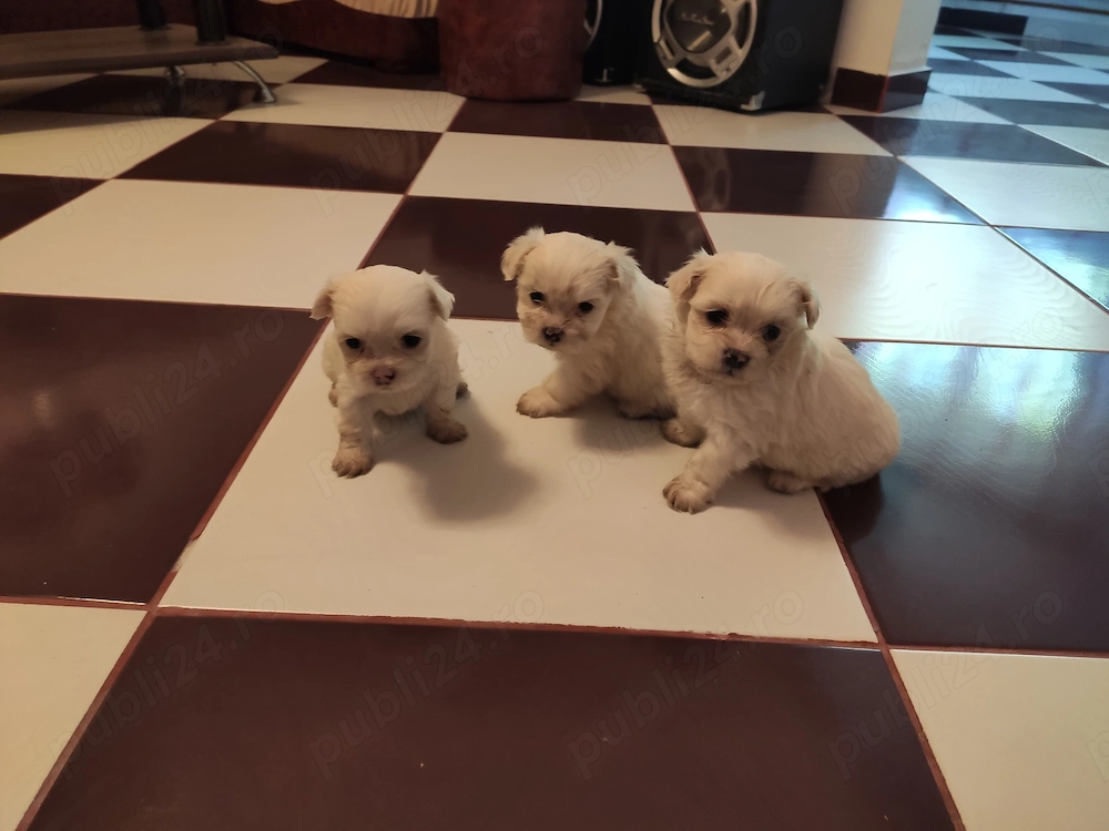 Vând Bichon Maltez 