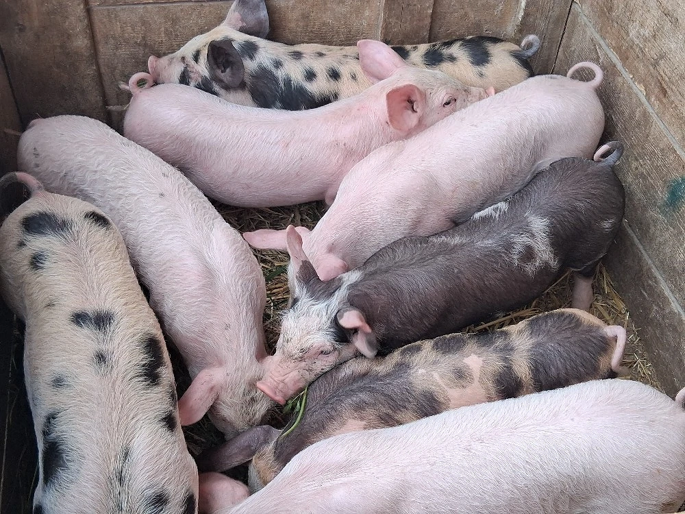 vând 8 purcei de 9 săptămâni 