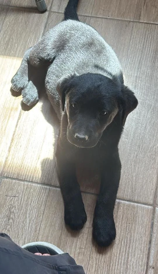 Femeka de labrador