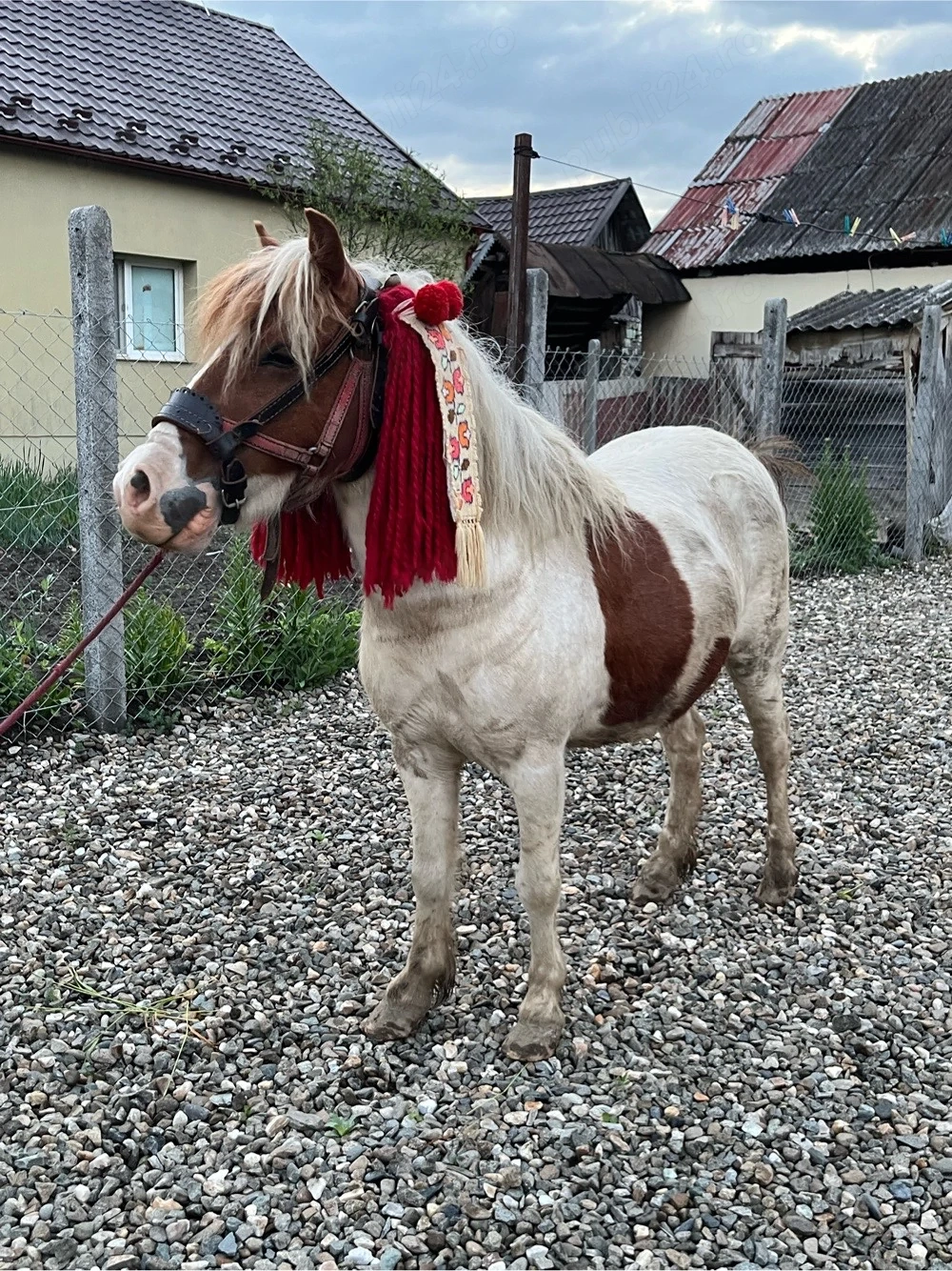 poneiță tărcată