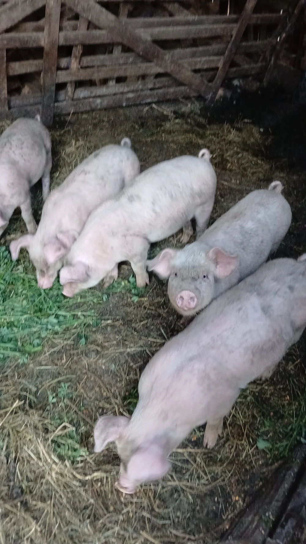 Porci de vânzare 