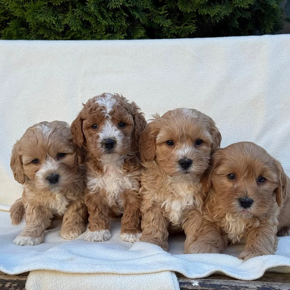 Maltipoo pudel-toy barboncino 
