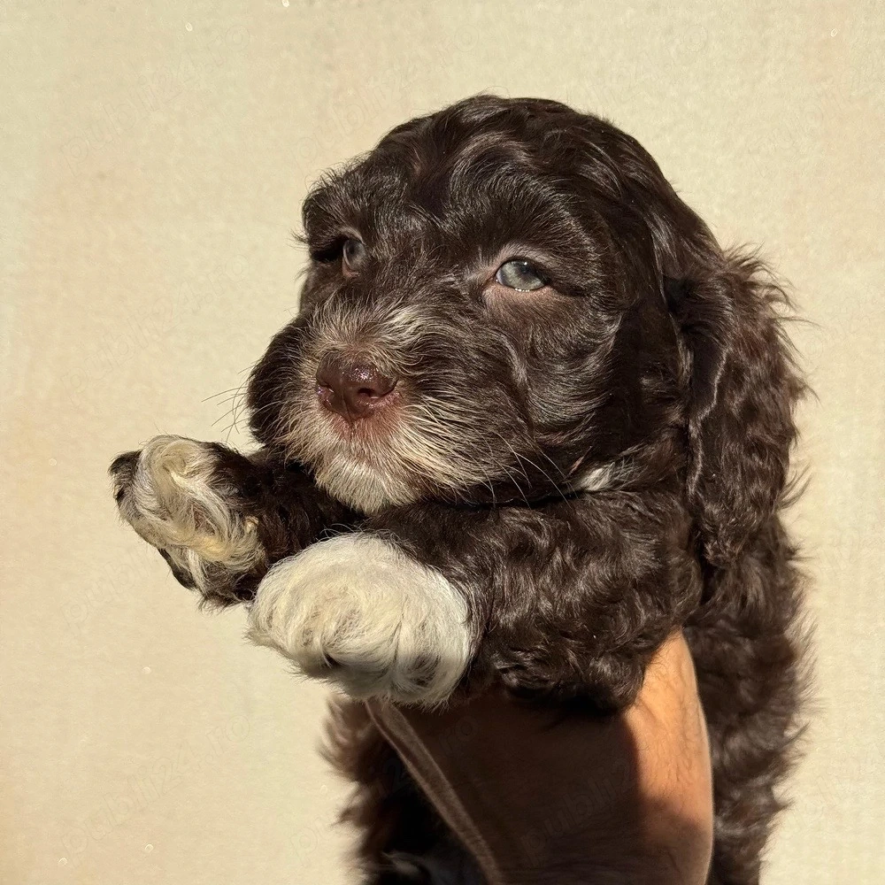 maltipoo chocolate 