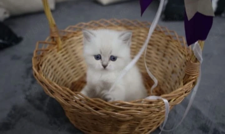 Ragdoll De vanzare 