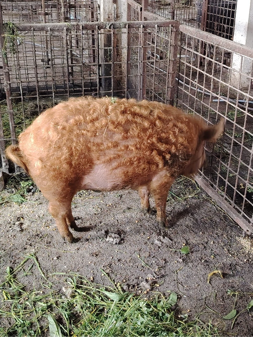 vand 2 porci Mangalița