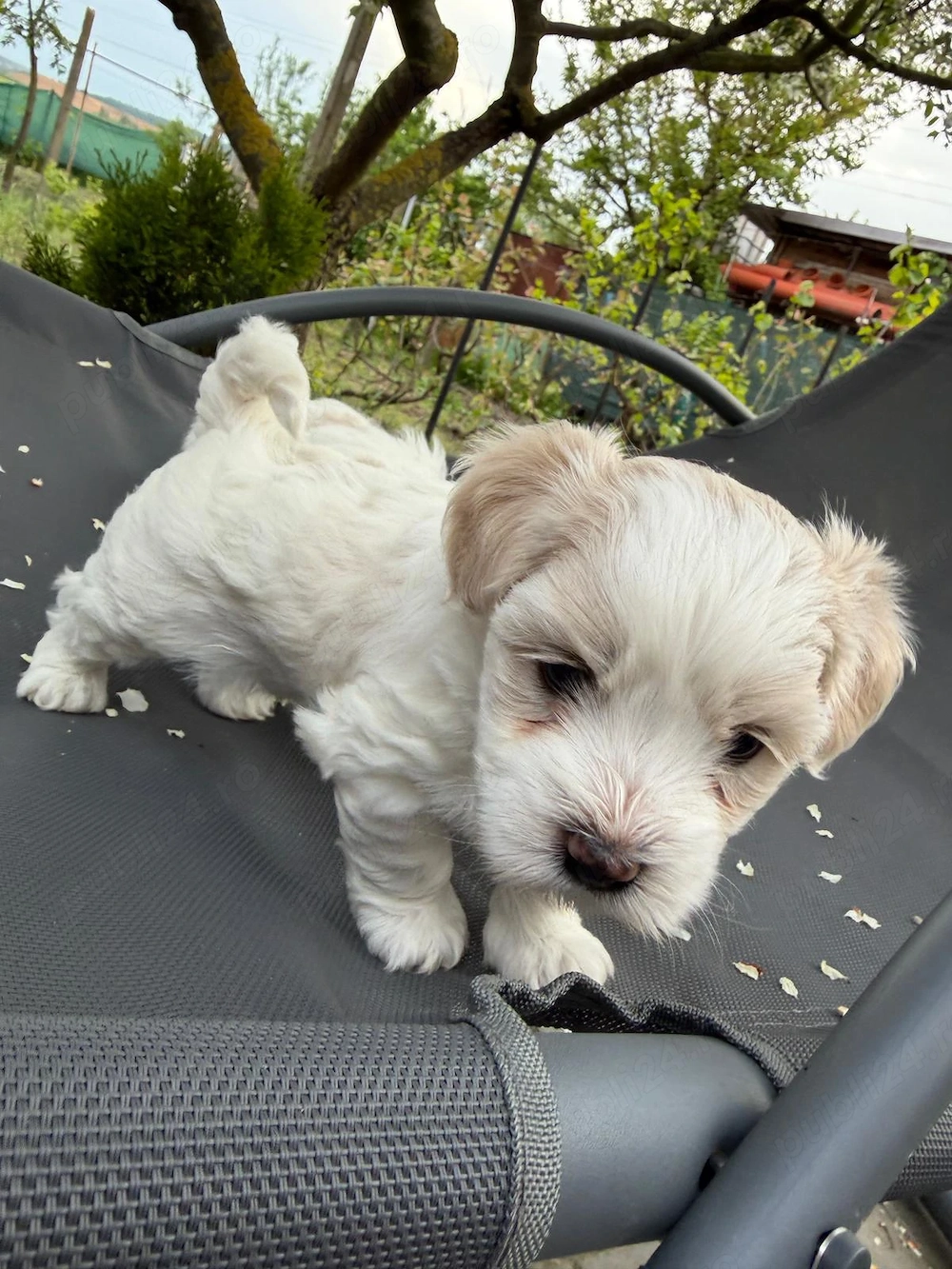 Bichon maltez, baiat 6 saptamani