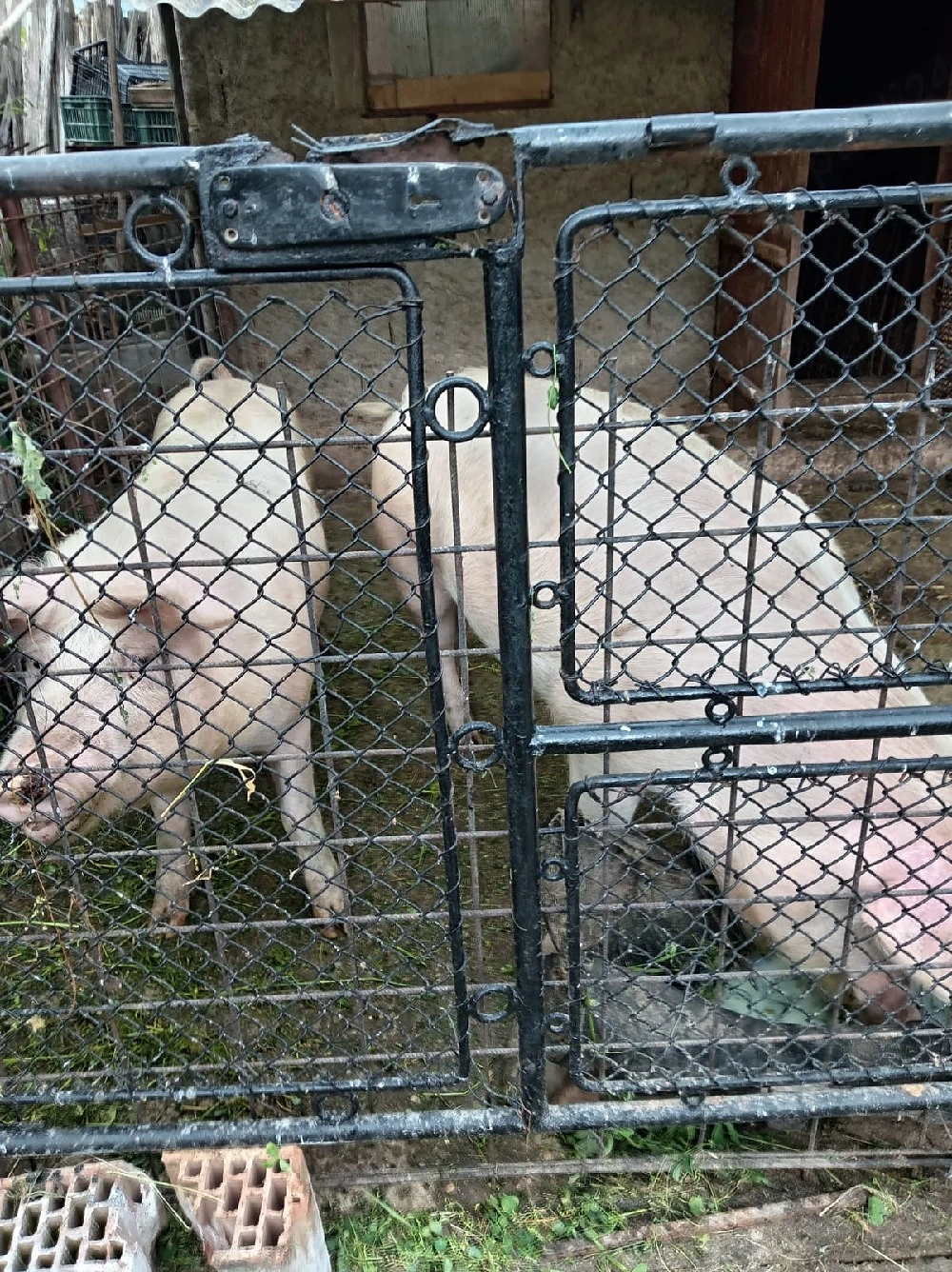 vand porci