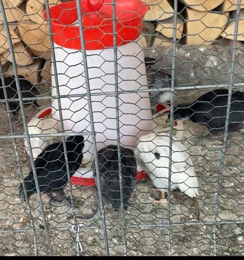 Ultimi puisori