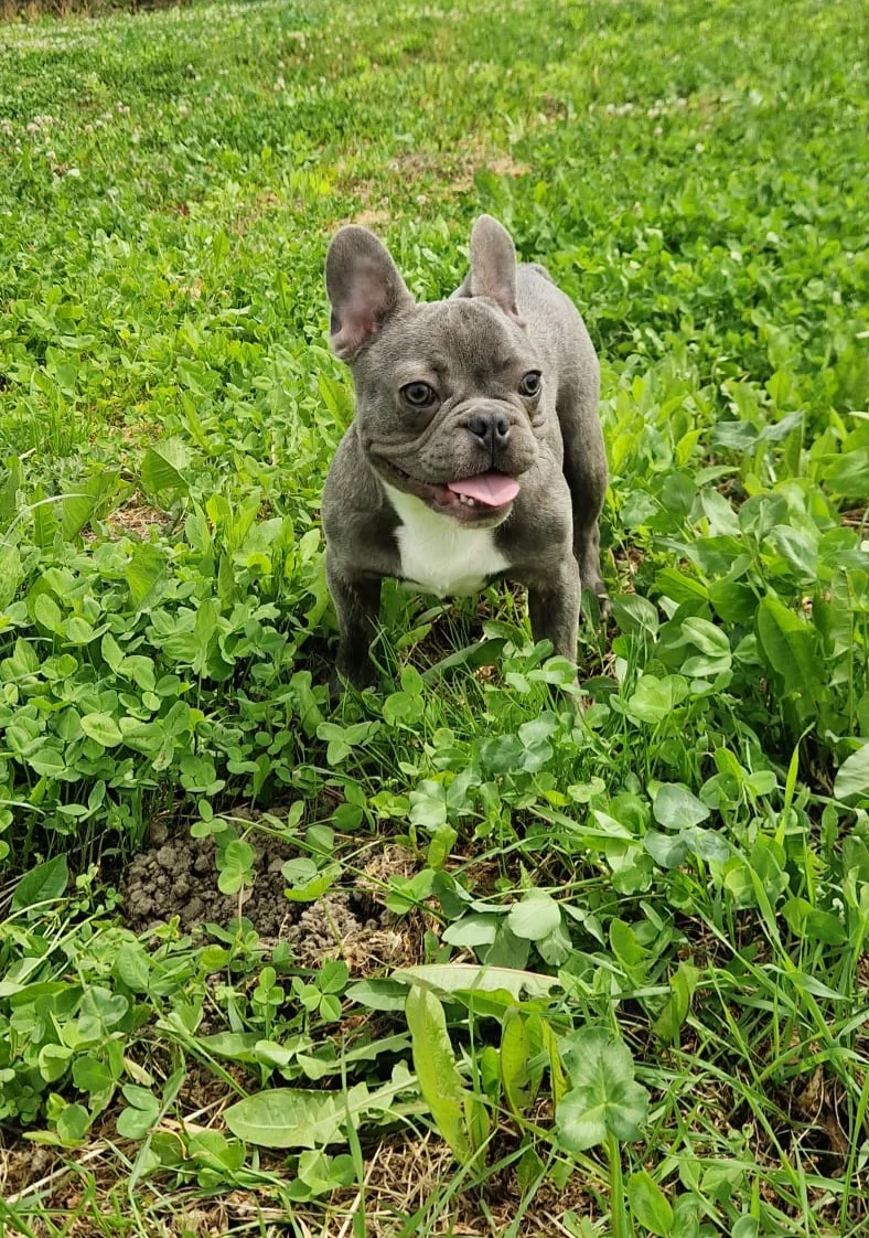 Bulldog francez Blue cu Pedigree