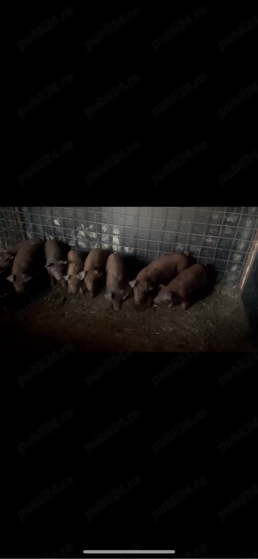 purcei duroc