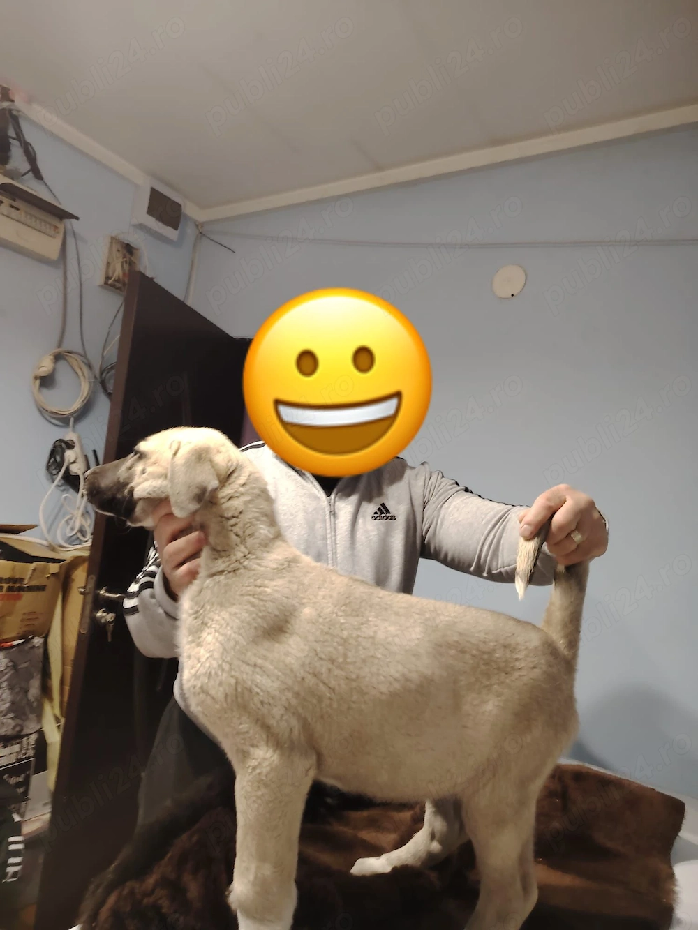 Femele Kangal
