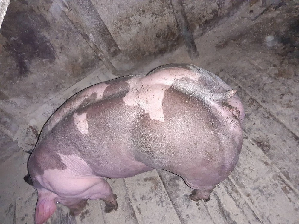 purcei pietrain aprox 30 kg