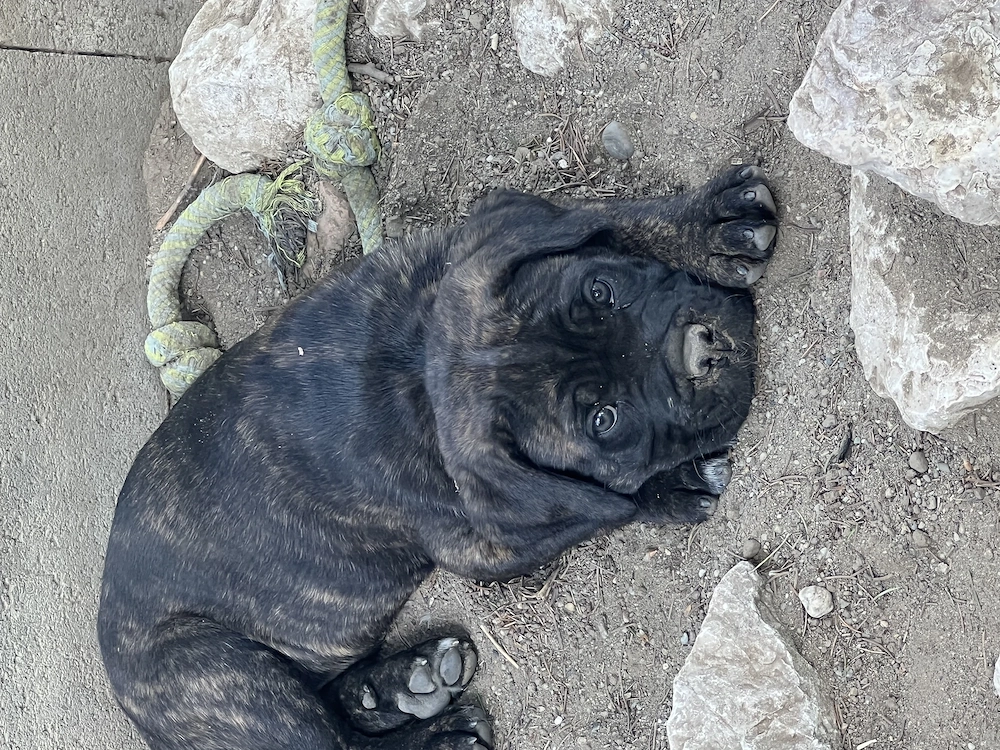 cane corso parinti pedigree