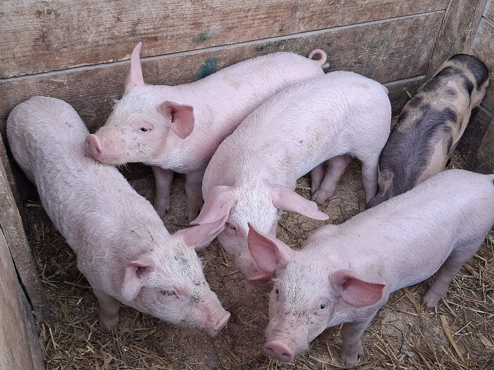 vând 5 purcei de 9 săptămâni 