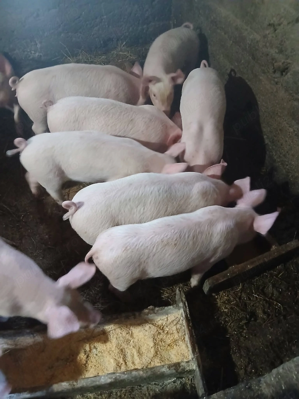 Grăsani de 8 săptămâni 