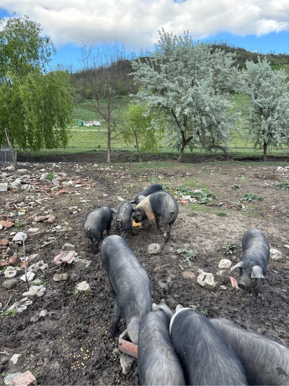 vand porci 