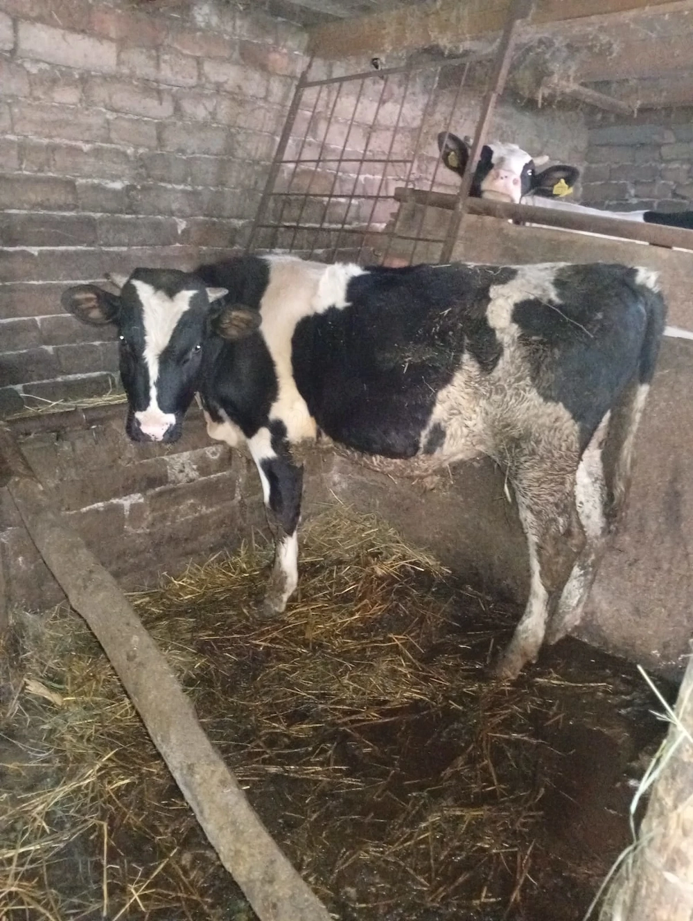 Vițel  holstein