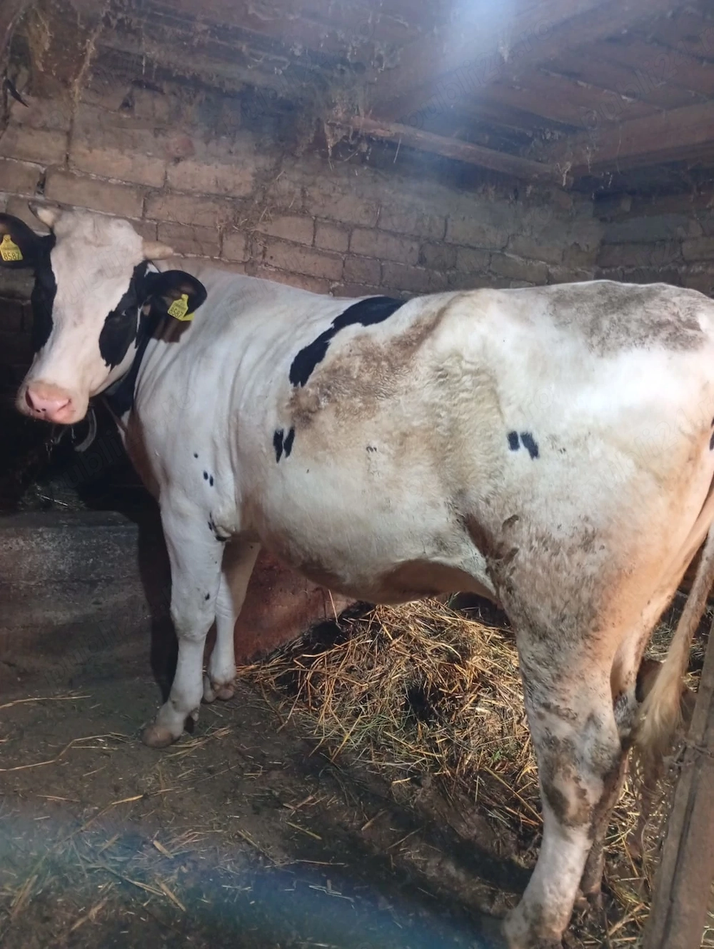Vițel și juninca gestanta holstein