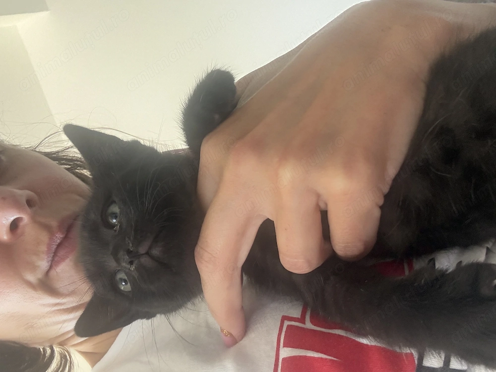 Vând pisic British shorthair