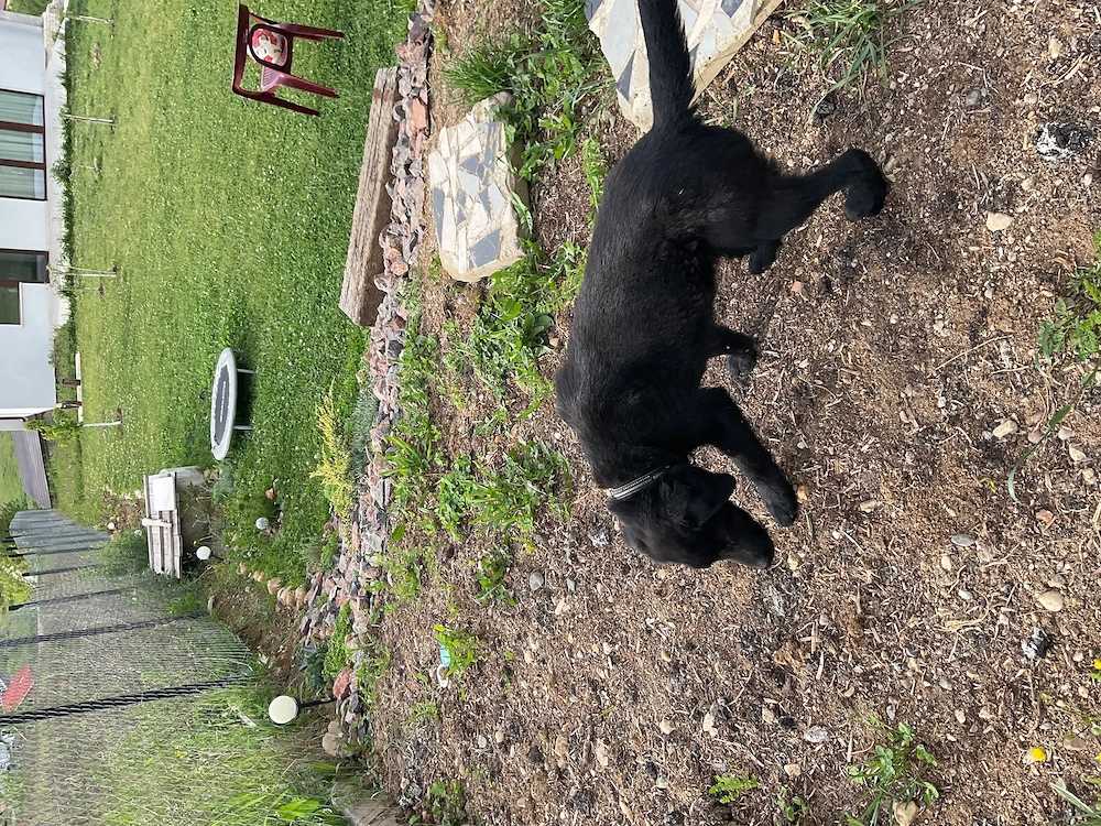 Labrador  pui de 5 luni