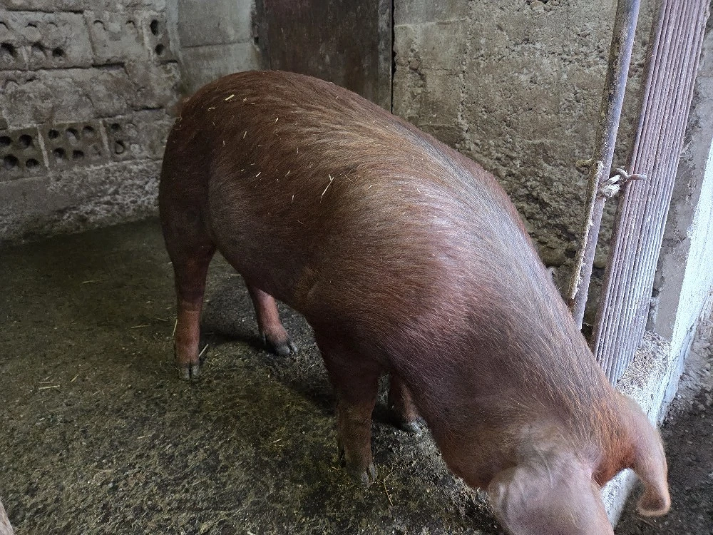 vand purcea duroc