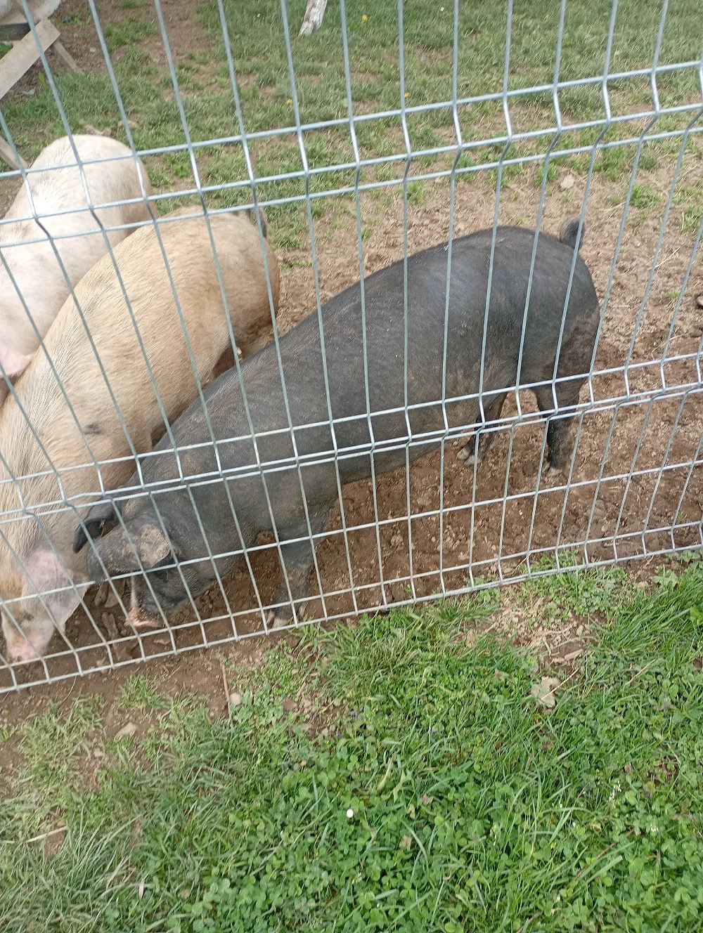 porc de vânzare 