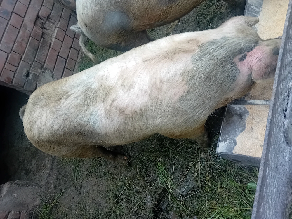 Porc de vanzre pret 15 ron kg
