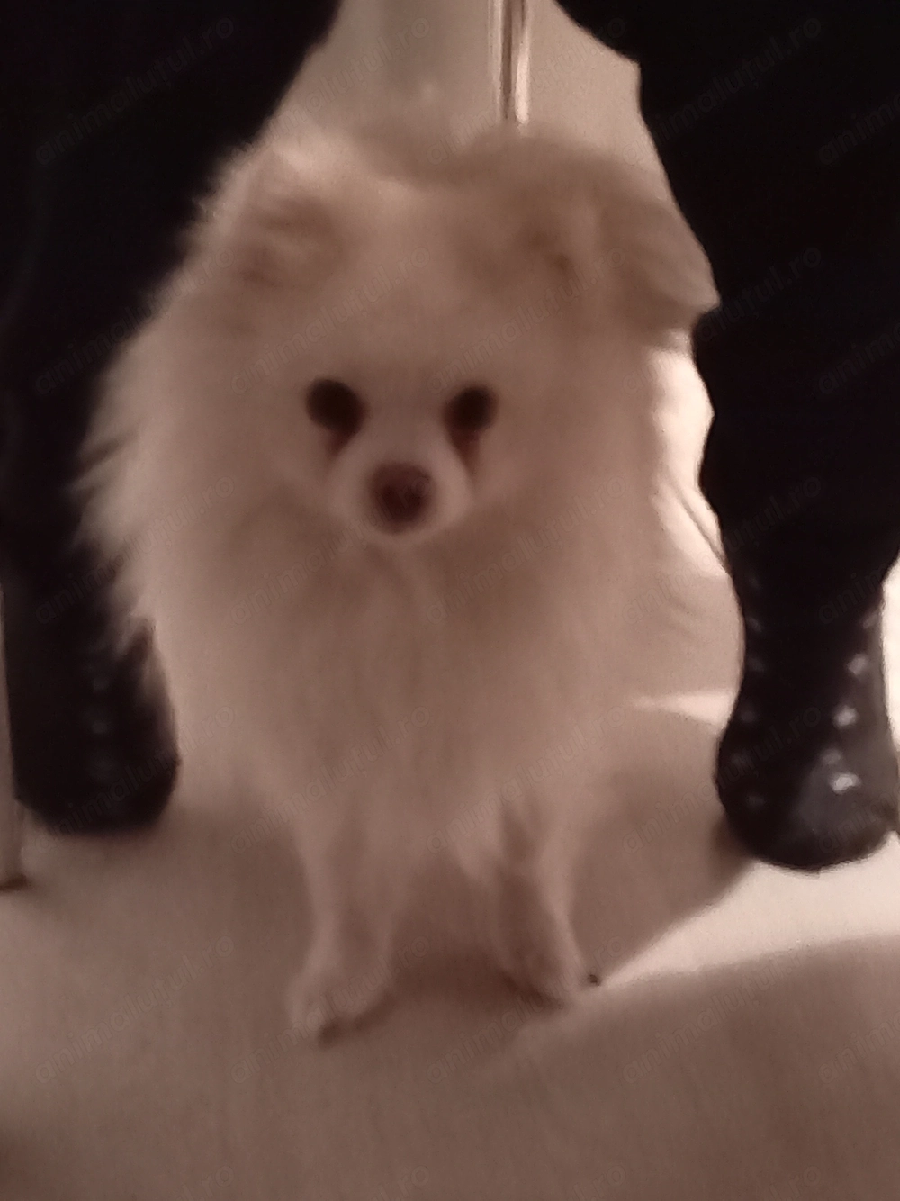  Drăguț Pomeranian 