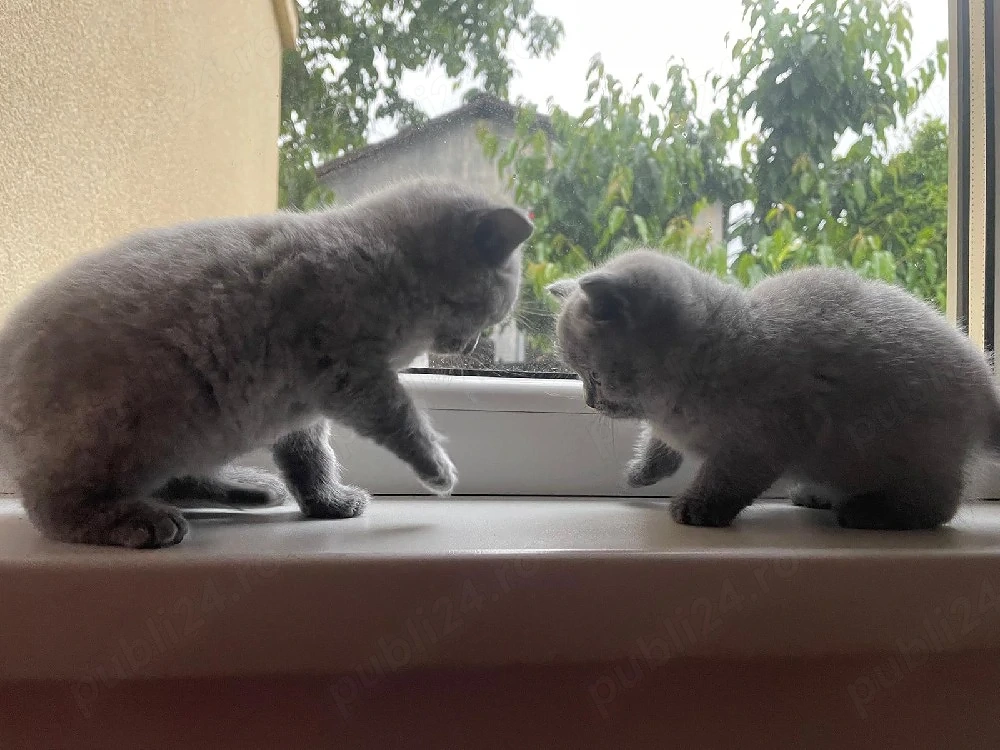 Vând fetițe Brittish Shorthair 