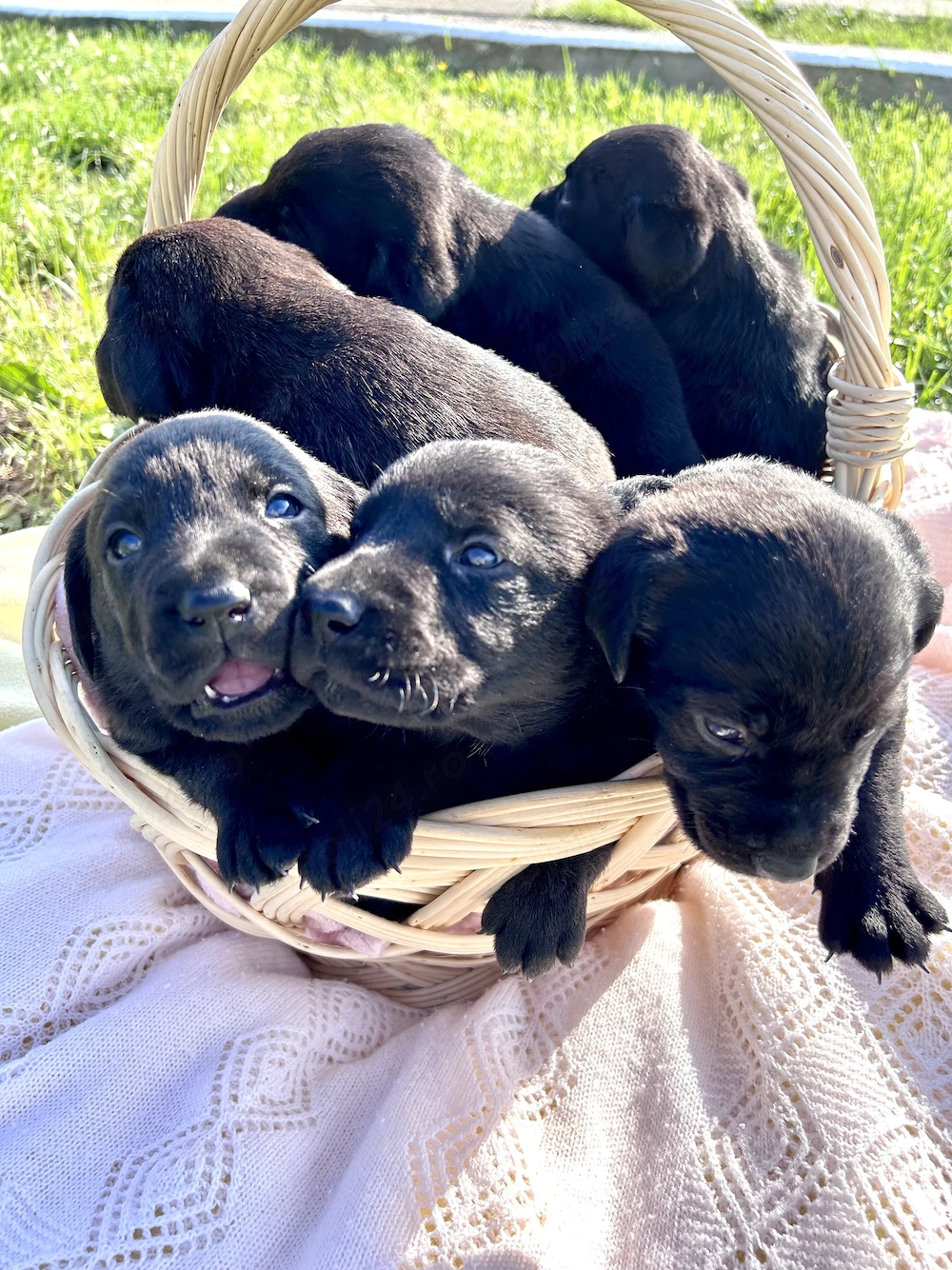 Pui de Labrador Retriever negri disponibili.