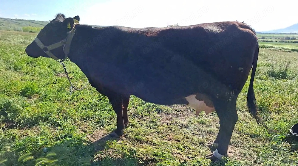 Vaca cu lapte taure si juninca