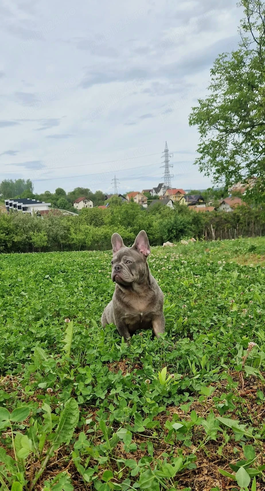 Bulldog Francez Lilac