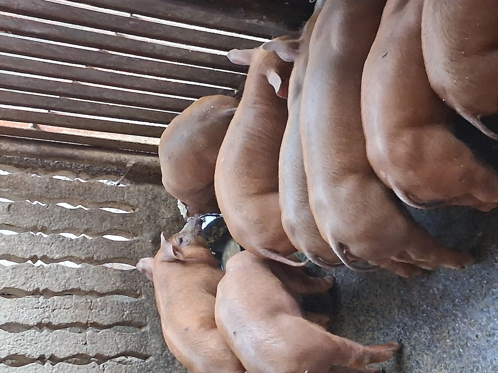 Purcei 8 saptamani  Duroc