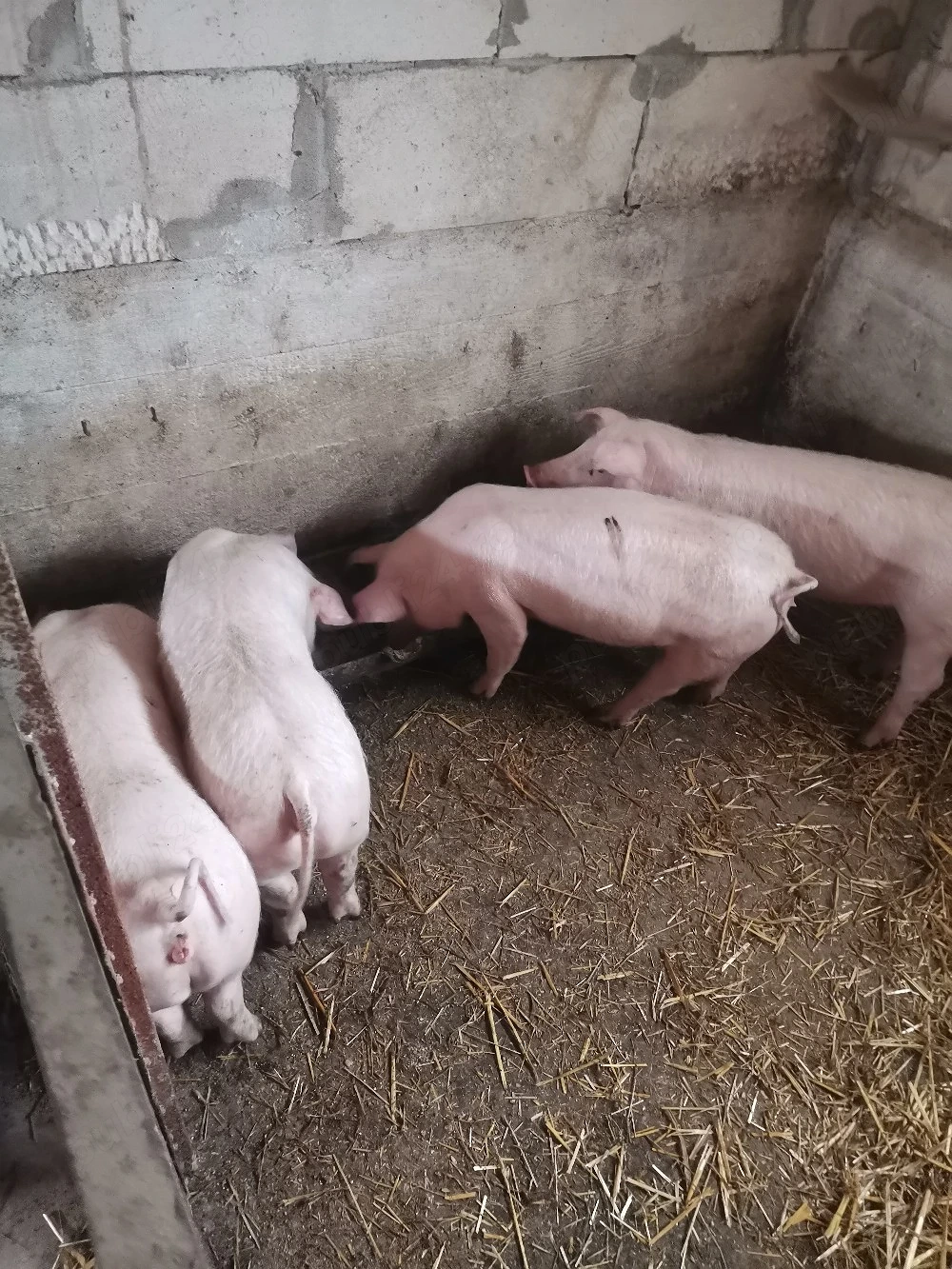 Disponibile 4 scrofite
