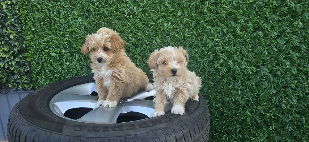 Maltipoo , talie mica