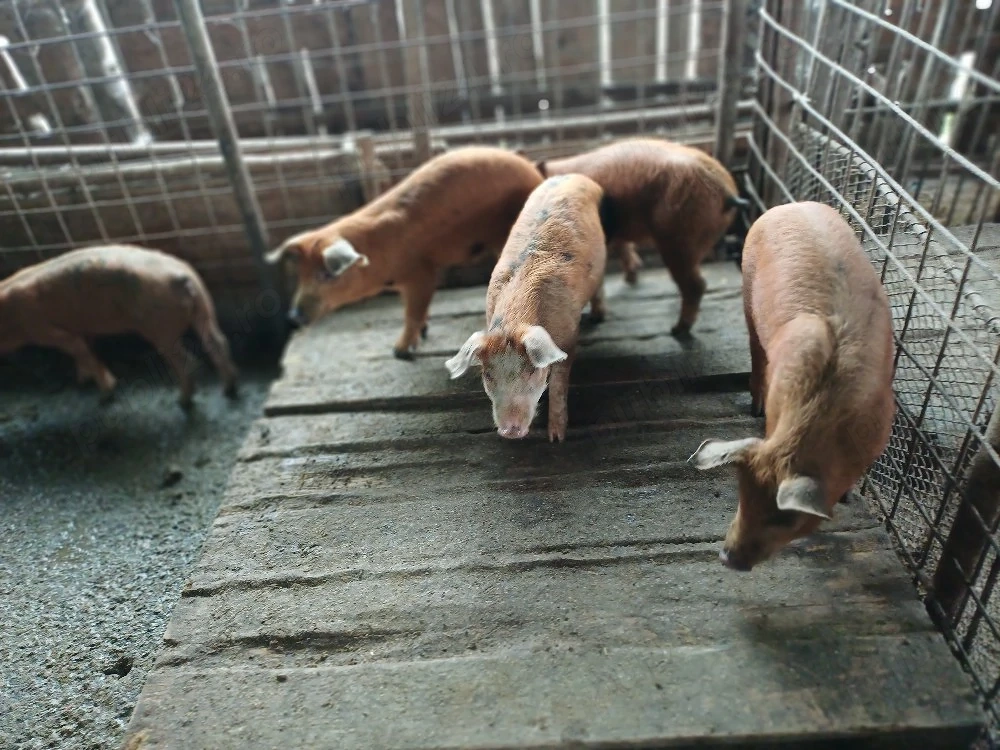 Vind 5 purcei duroc de 10 săptămini frumosi.