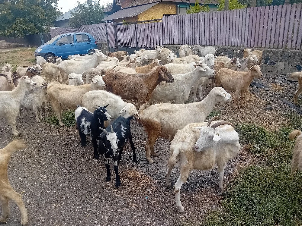 Capre si țapi castrati