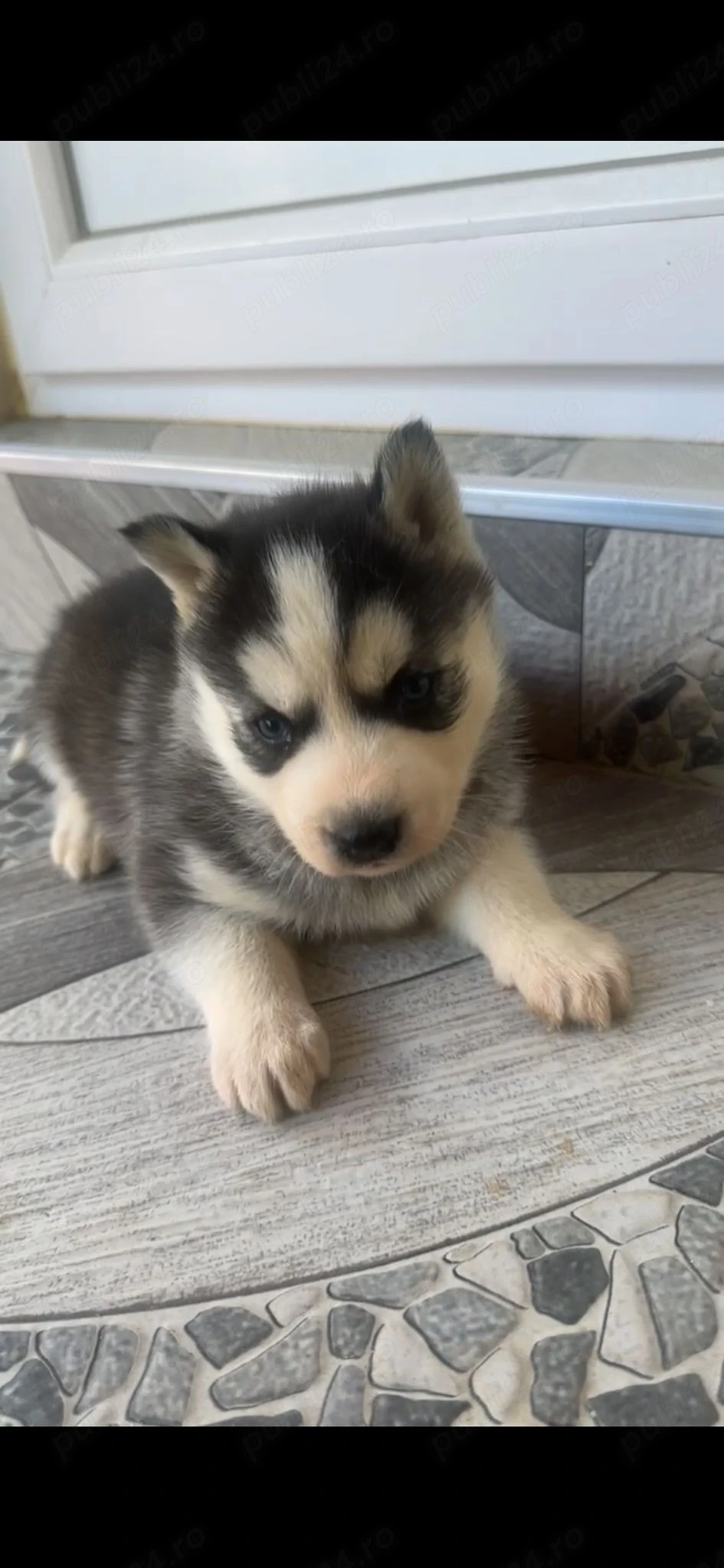 Pui Husky Siberian 
