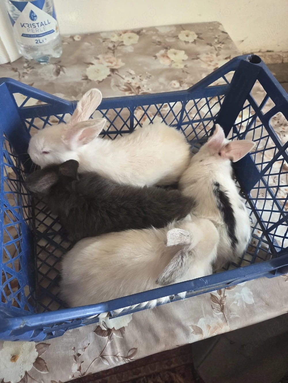 Iepuri de 2 luni 